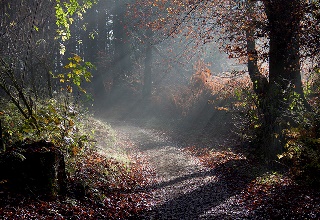 erdő